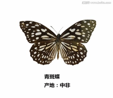 中非青斑蝶