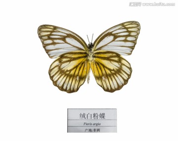 非洲绒白粉蝶