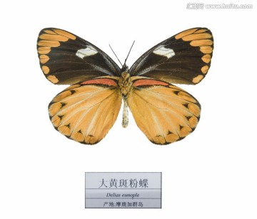 摩鹿加群岛大黄斑粉蝶