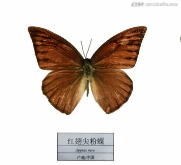 中国红翅尖粉蝶