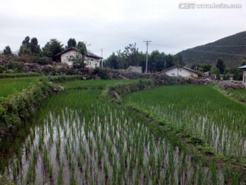 山区水稻