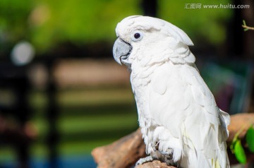 鸚鵡特寫