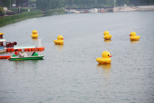 水上公园 游船 小黄鸭