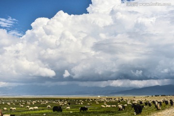 青海的白云下的羊群