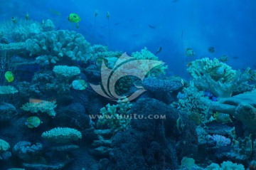 珊瑚海 海底世界