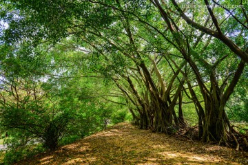 阳光树林