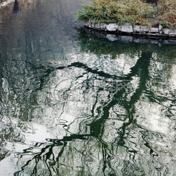 树影 水波纹