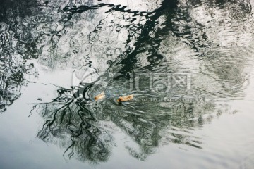 树影 水波纹 鸭子