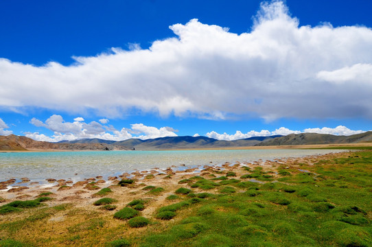 西藏风光 高原湿地 蓝天白云