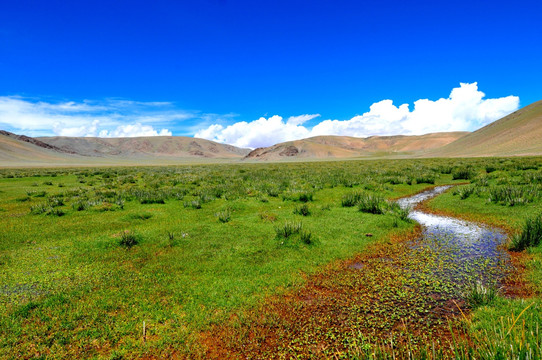 西藏风光 高原湿地 蓝天白云