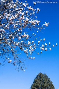 玉兰花开