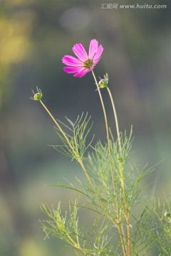 粉色格桑花