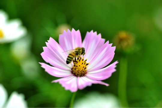 格桑花和蜜蜂 格桑花上的蜜蜂