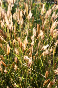 湿地 野草