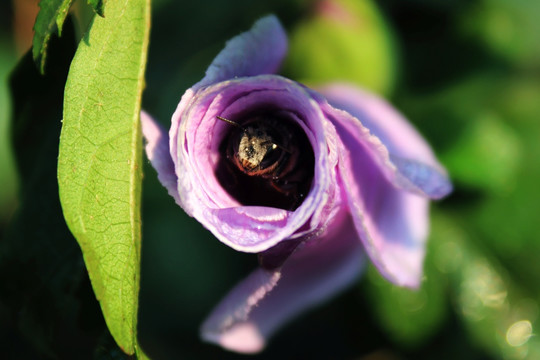 蜜蜂采蜜