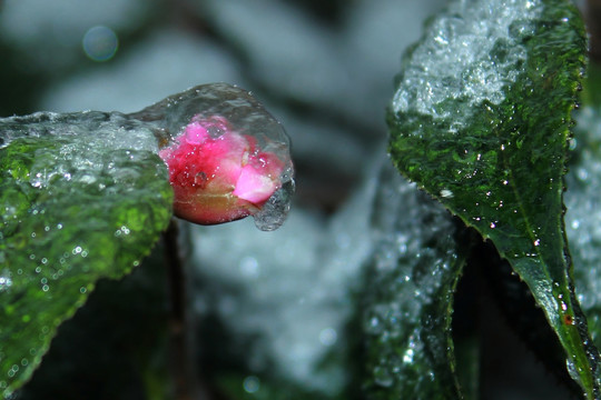 红山茶