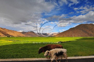西藏风光 高原牧场 蓝天白云
