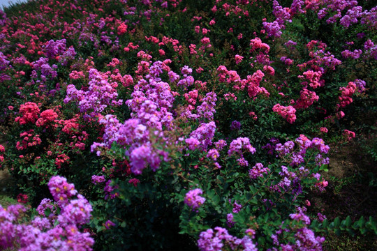 紫薇 植物花草