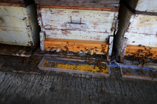 养蜂人 蜂箱