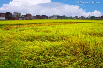 稻田