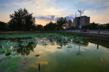 晚霞映照荷塘