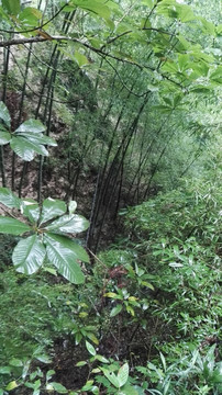 丛林 植物 山间