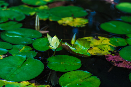 莲花池