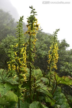 高山植物 橐吾