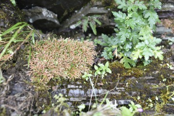 高山植被