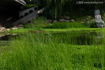 河道植物