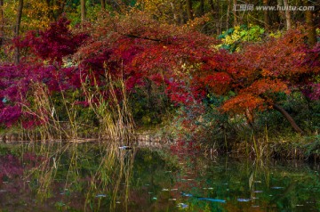 池塘边的枫树