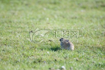 草原上的老鼠