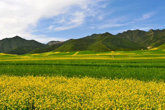 油菜花