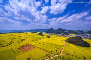 罗平油菜花