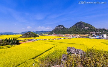 罗平油菜花