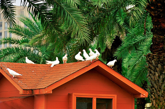 木屋屋顶白鸽