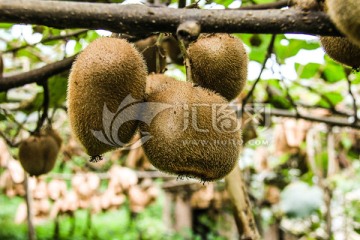 荥经马耳山猕猴桃