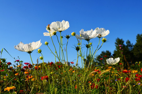 格桑花