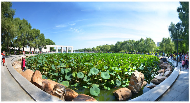 长春世界雕塑公园荷塘美景