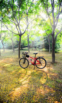 树林 自行车