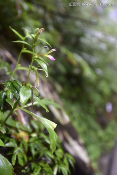 植物