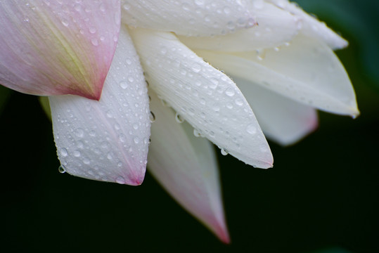 高清雨露荷花