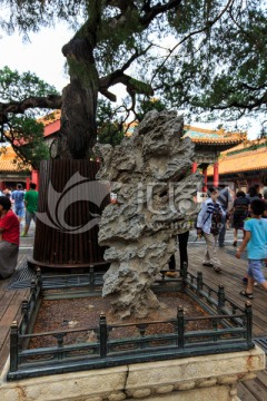 北京故宫御花园古树奇石