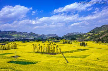 罗平油菜花田