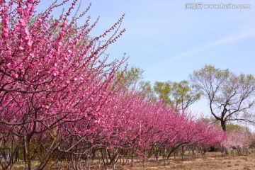 北京奥林匹克公园桃花树