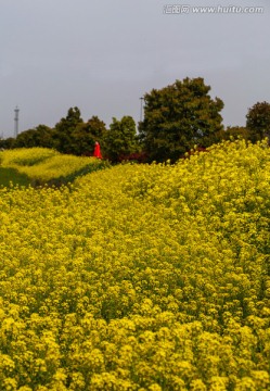 油菜花