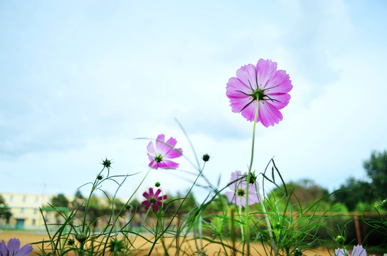 格桑花