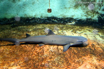 鲨鱼 热带鱼