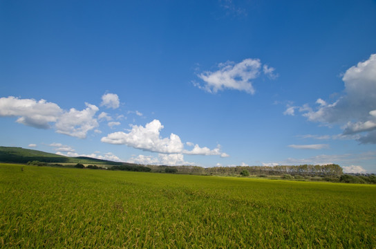 稻田