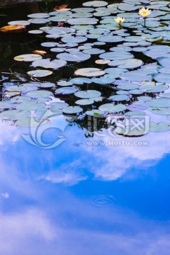 夏季天空池塘荷花